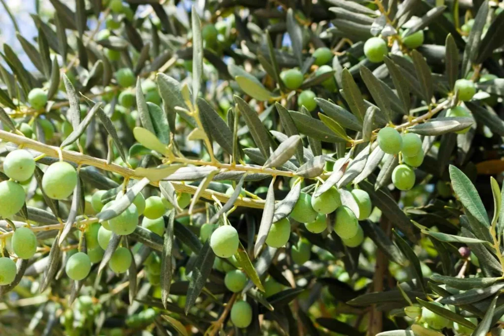 cultivo olivar cordoba