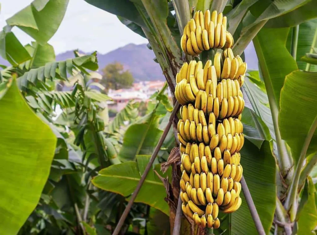cultivo platanos tenerife