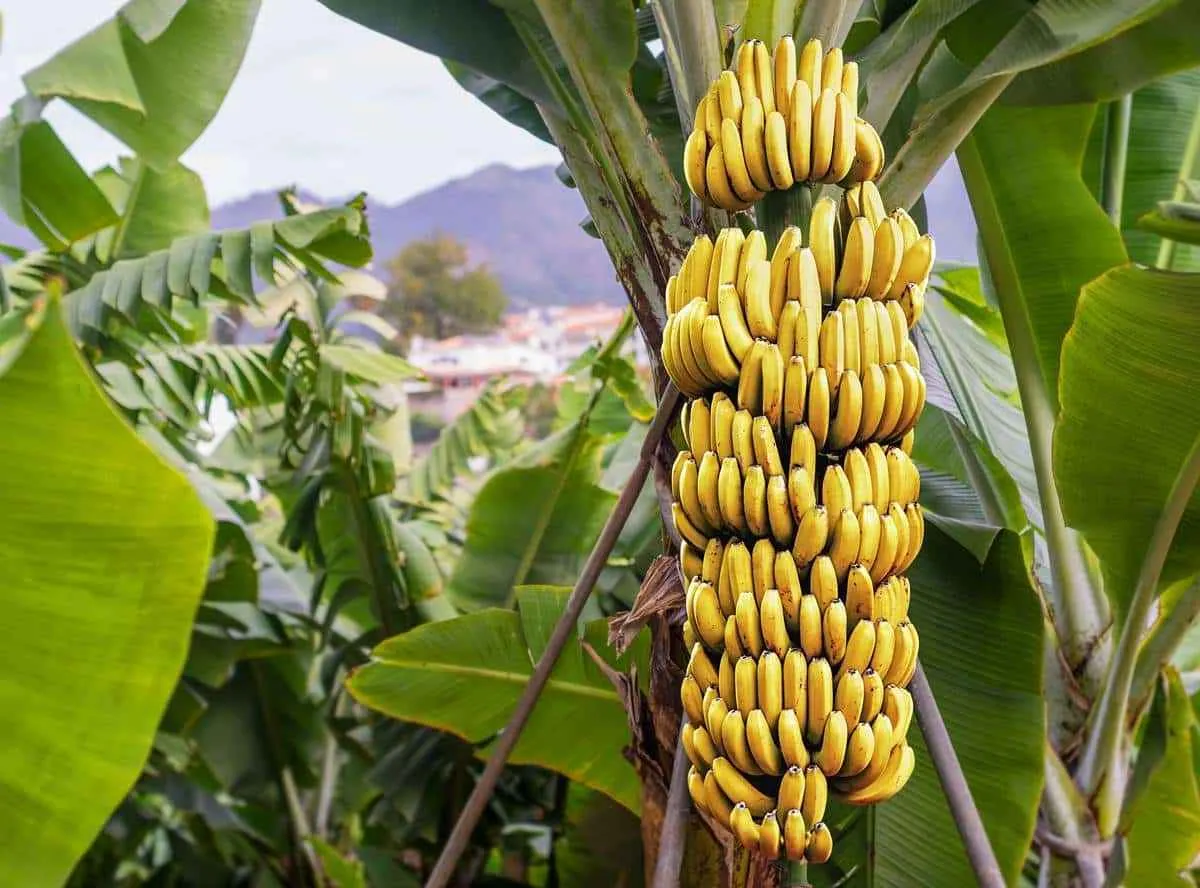 cultivo platanos tenerife