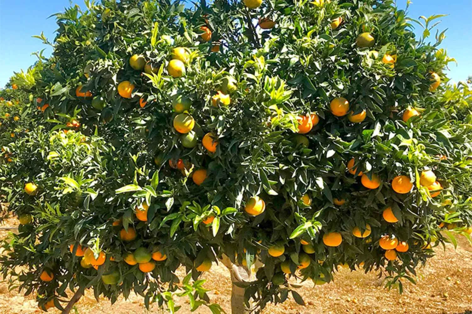 cultivo de citricos en andalucia