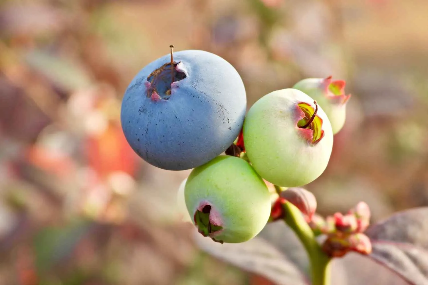 cultivo de berries