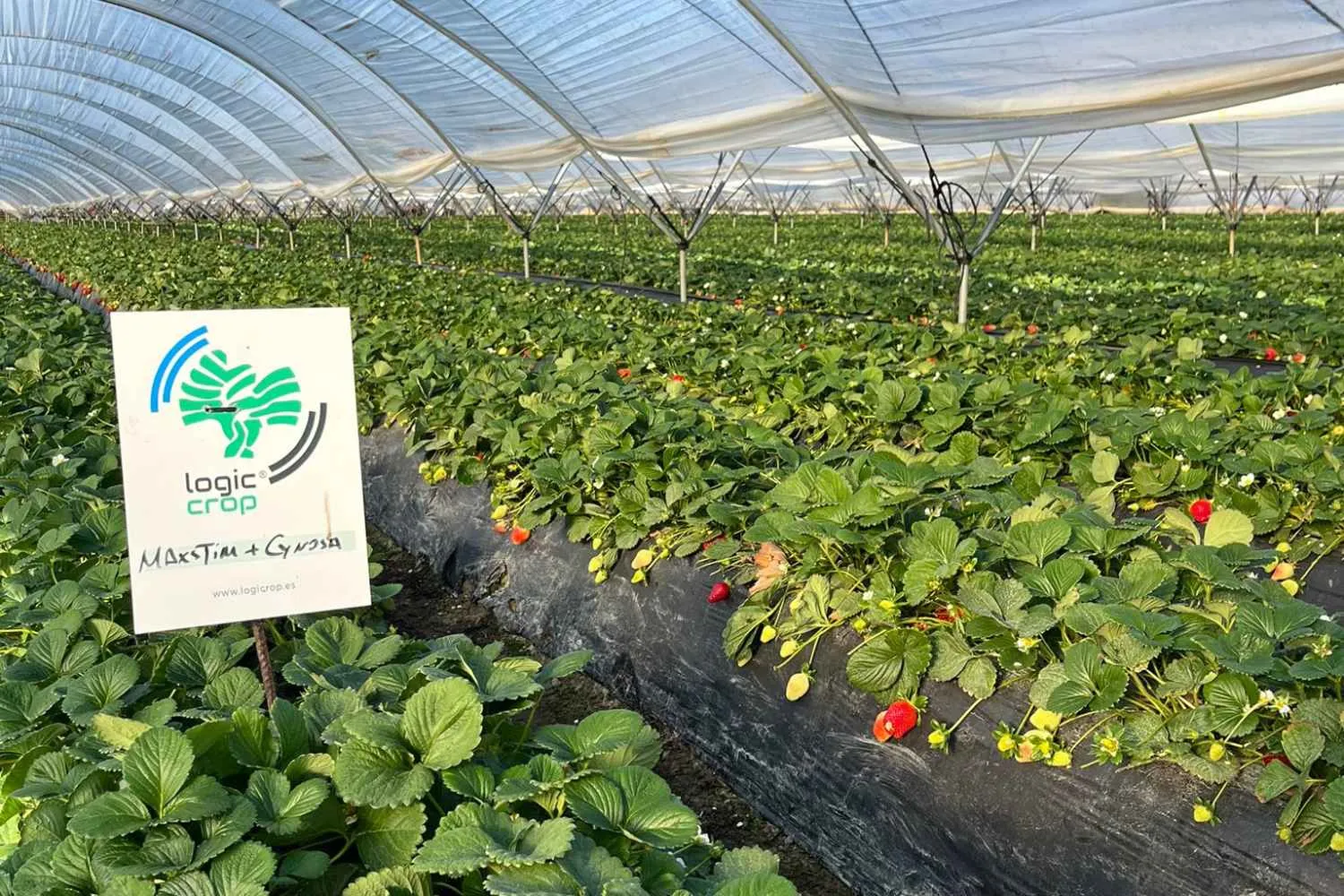 cultivo de fresas de huelva
