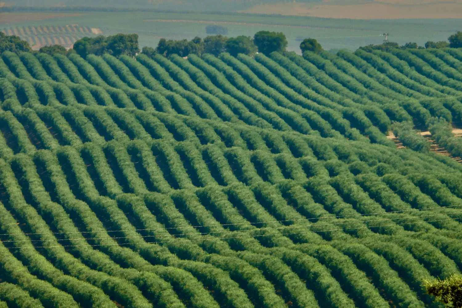 olivar superintensivo en andalucia