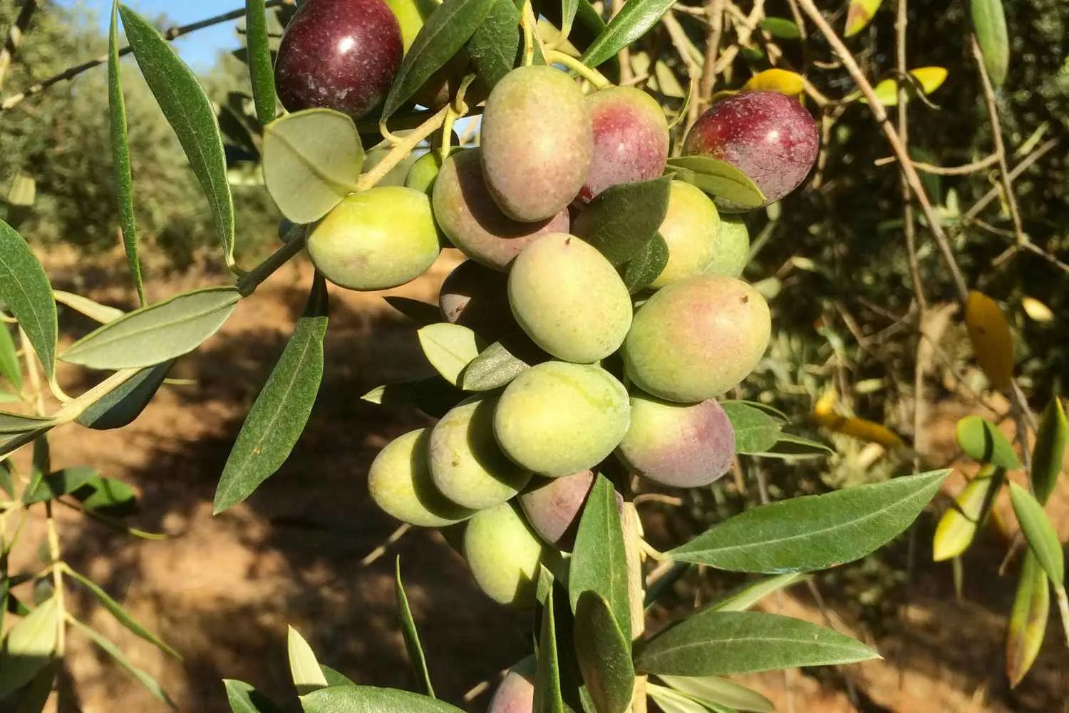 aceitunas cultivo olivar